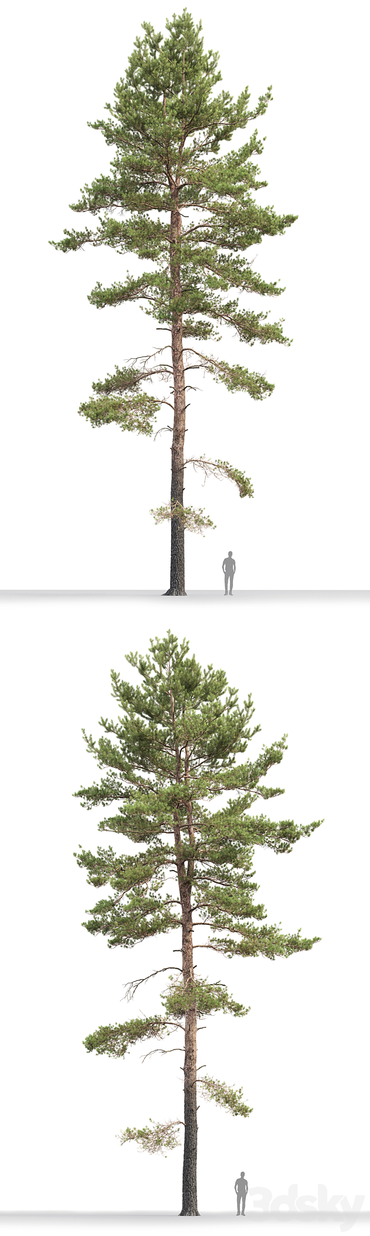 Pine 3DS Max - thumbnail 2