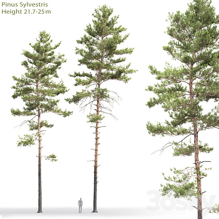 Pine 3DS Max - thumbnail 1