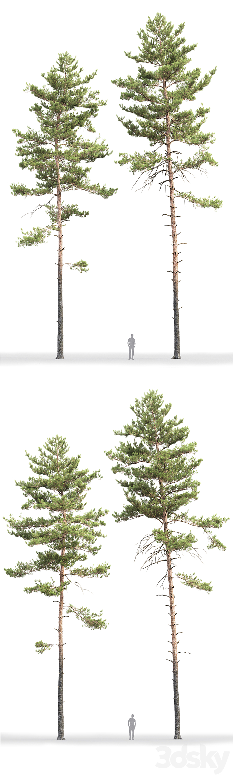 Pine 3DS Max - thumbnail 2