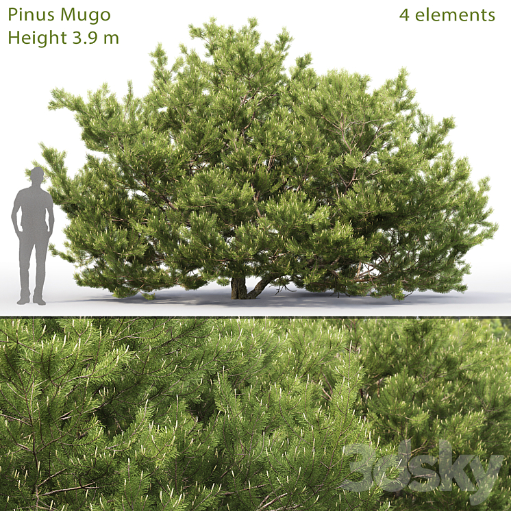 Pine 3DS Max - thumbnail 1