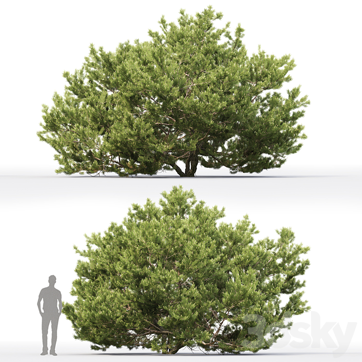 Pine 3DS Max - thumbnail 2