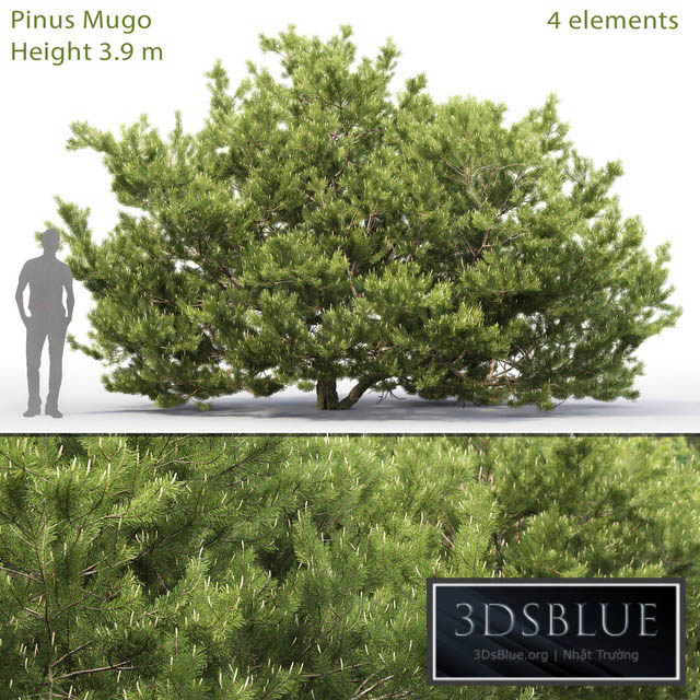 Pine 3DS Max - thumbnail 3