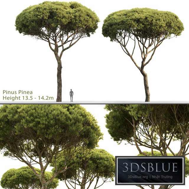 Pine 3DS Max - thumbnail 3