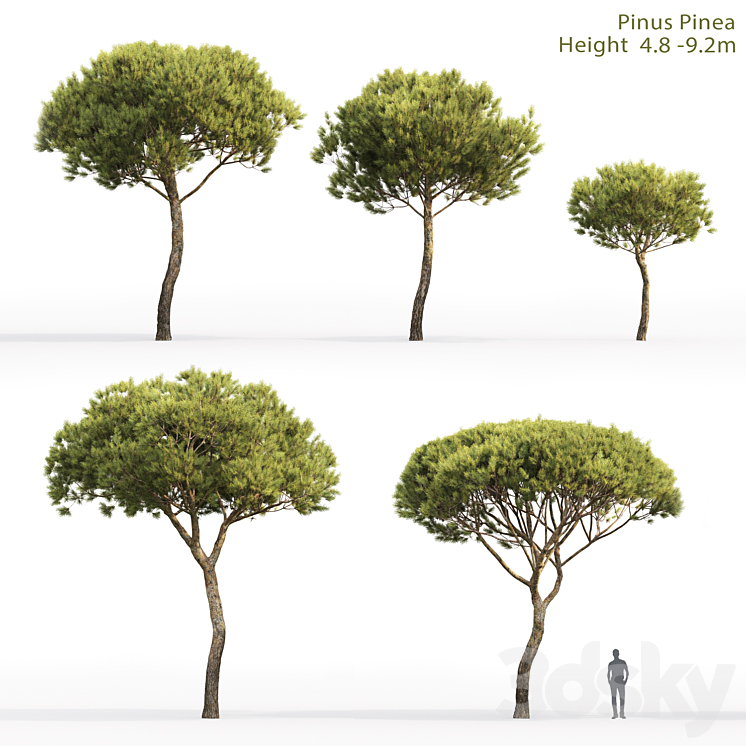 Pine 3DS Max - thumbnail 1