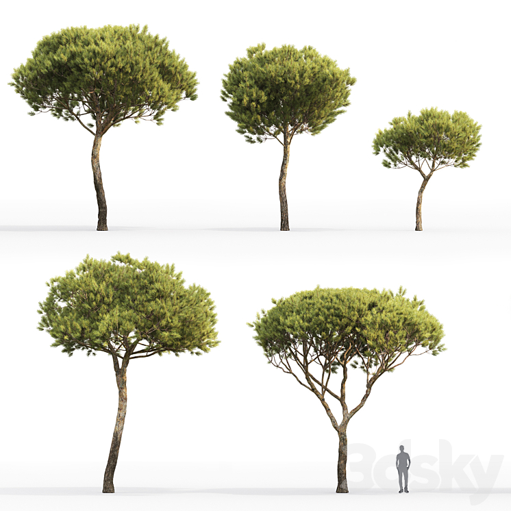 Pine 3DS Max - thumbnail 2