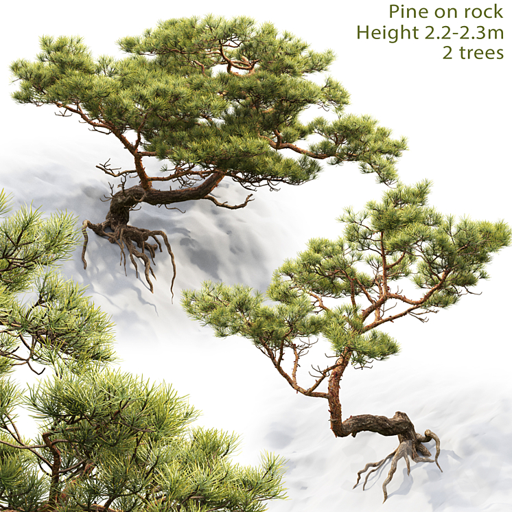 Pine 3DS Max - thumbnail 1