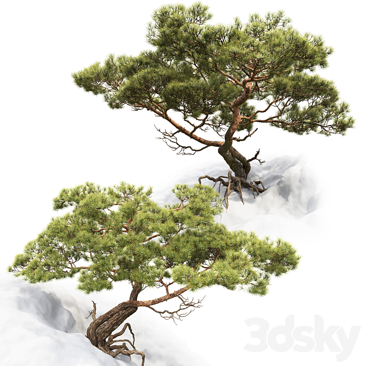 Pine 3DS Max - thumbnail 2