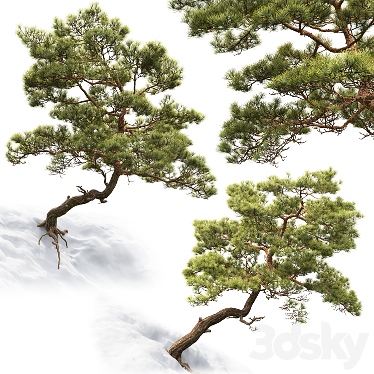 Pine 3DS Max - thumbnail 2