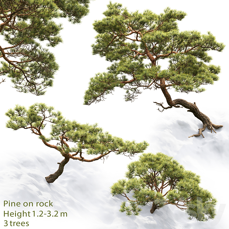 Pine 3DS Max - thumbnail 1