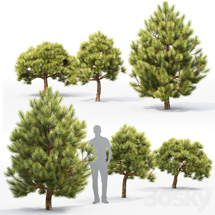 Pine 3DS Max - thumbnail 2