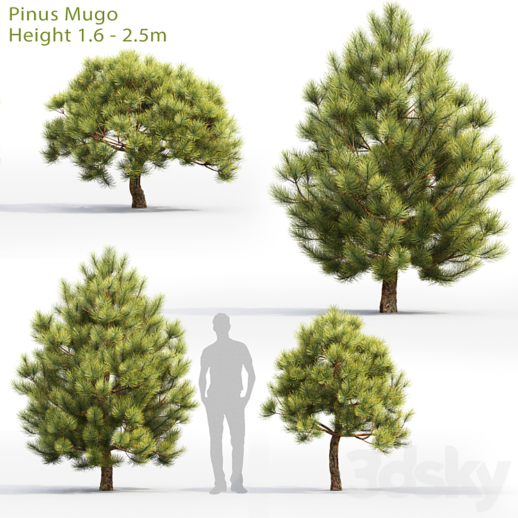 Pine 3DS Max - thumbnail 1