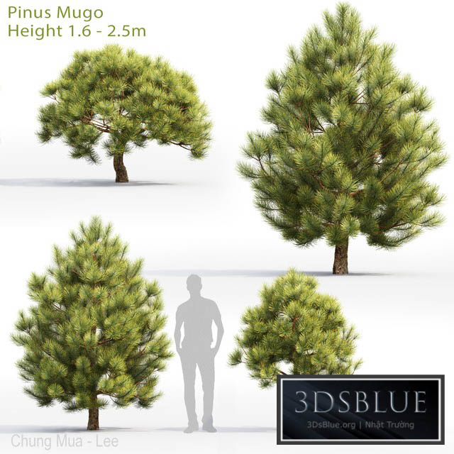 Pine 3DS Max - thumbnail 3