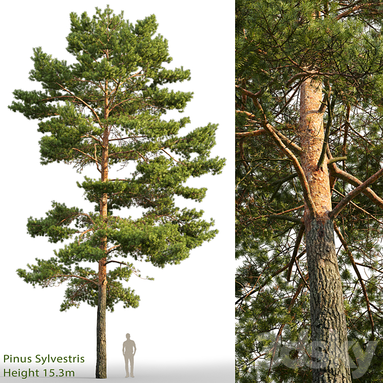 Pine 3DS Max - thumbnail 1