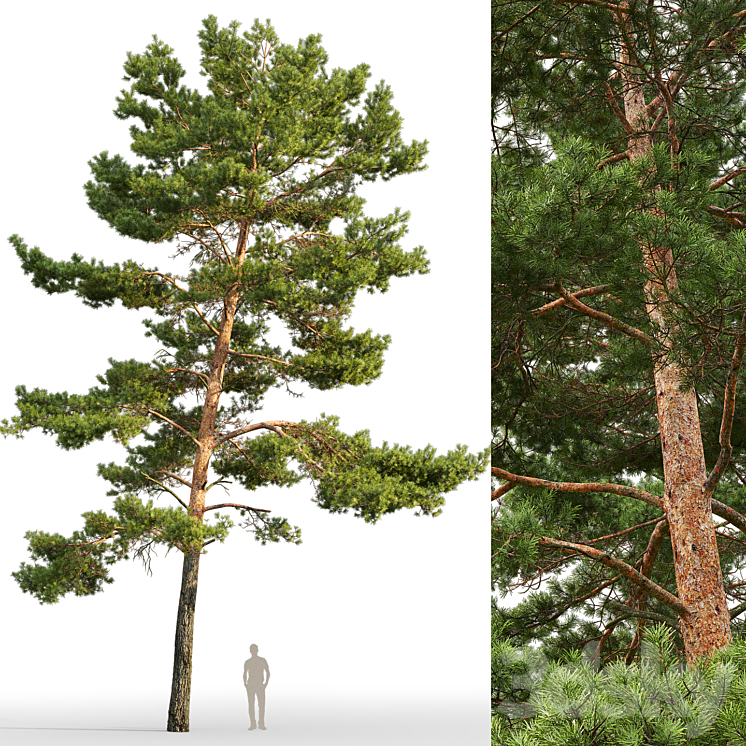 Pine 3DS Max - thumbnail 2