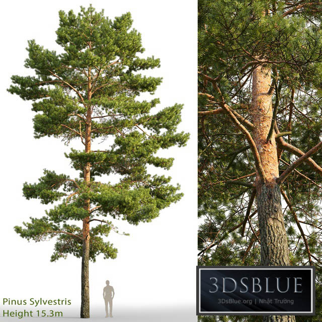 Pine 3DS Max - thumbnail 3