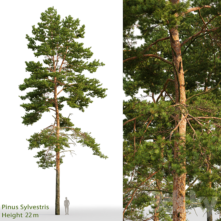 Pine 3DS Max - thumbnail 1