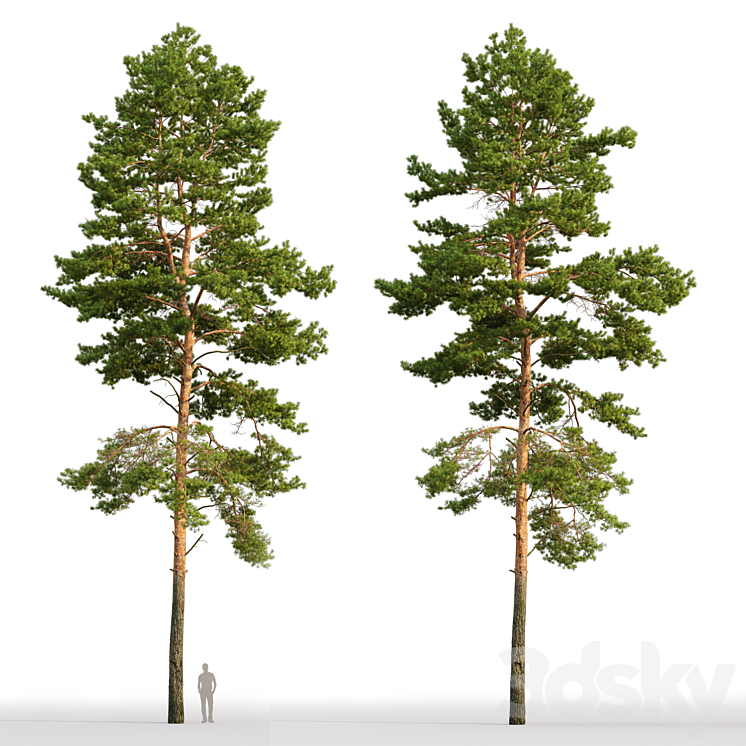 Pine 3DS Max - thumbnail 2