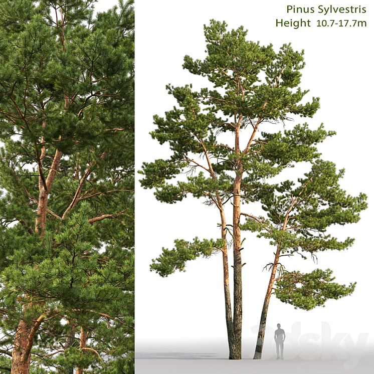 Pine 3DS Max - thumbnail 1