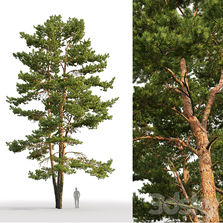 Pine 3DS Max - thumbnail 2