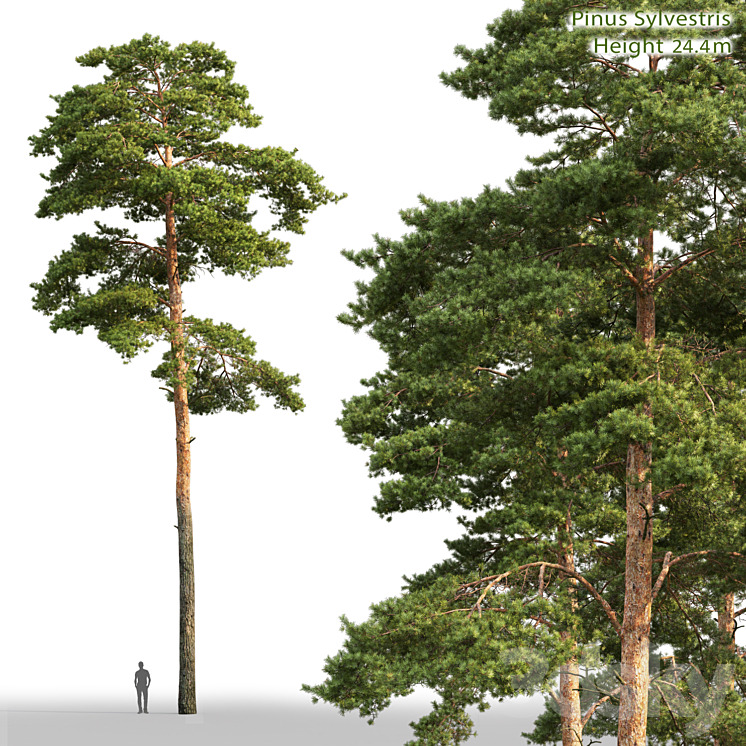 Pine 3DS Max - thumbnail 1