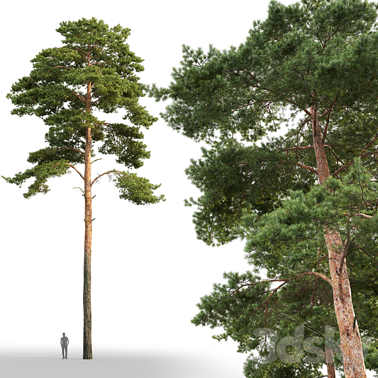 Pine 3DS Max - thumbnail 2