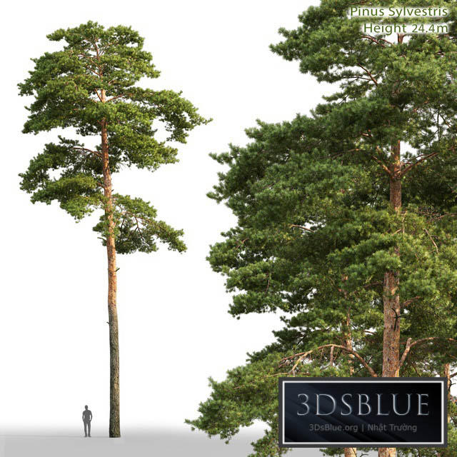 Pine 3DS Max - thumbnail 3