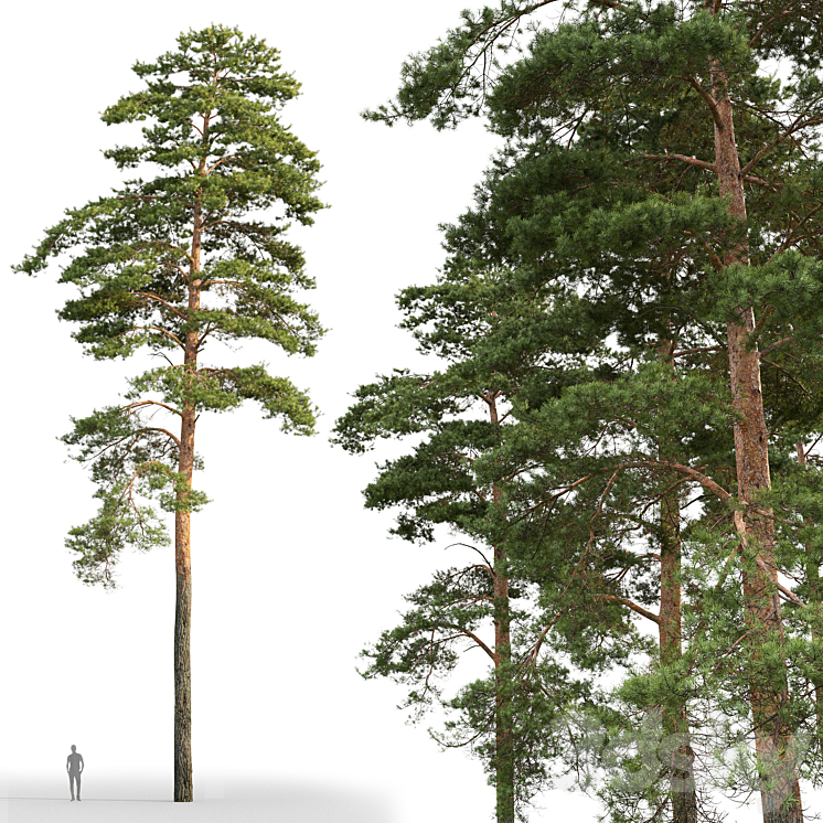 Pine 3DS Max - thumbnail 2