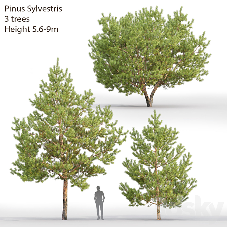 Pine 3DS Max - thumbnail 1