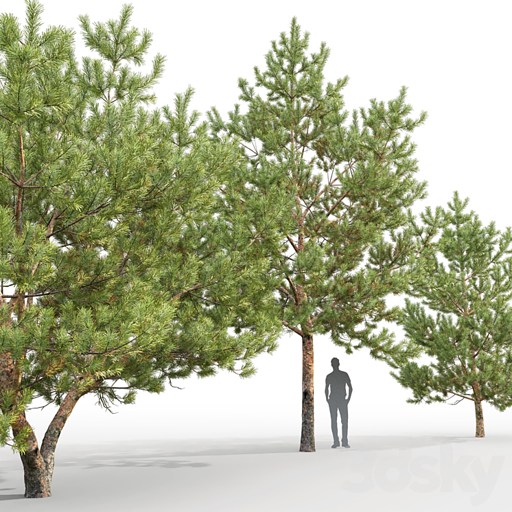 Pine 3DS Max - thumbnail 2