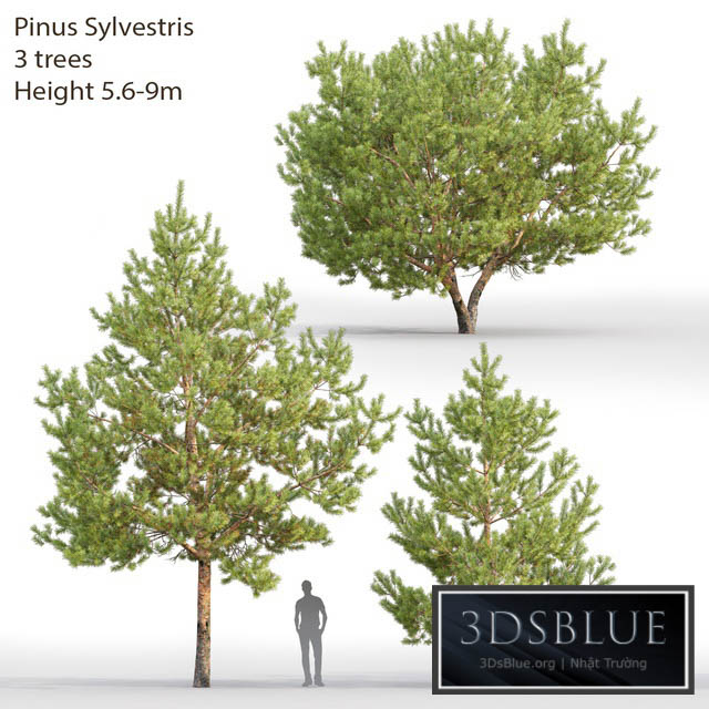 Pine 3DS Max - thumbnail 3