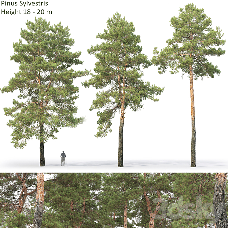 Pine 3DS Max - thumbnail 1