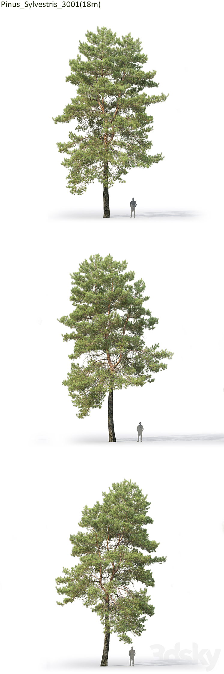 Pine 3DS Max - thumbnail 2