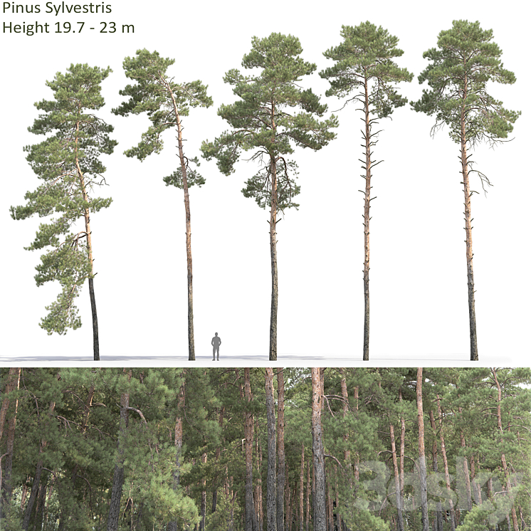 Pine 3DS Max - thumbnail 1