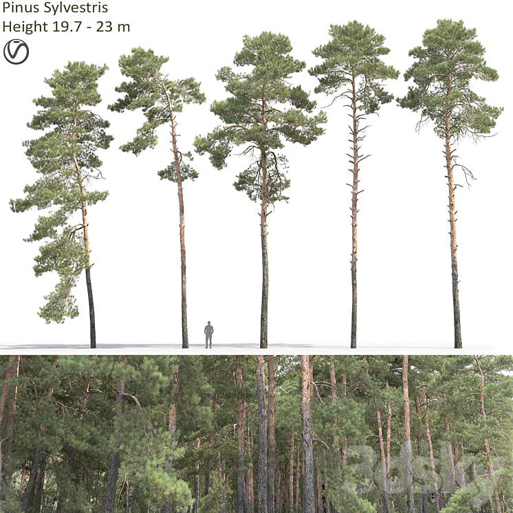 Pine 3DS Max - thumbnail 1