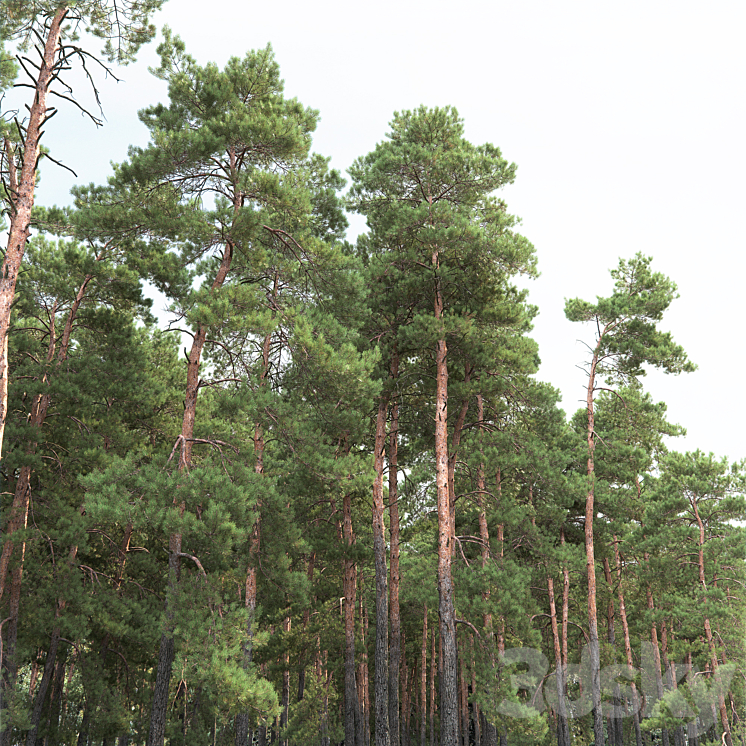 Pine 3DS Max - thumbnail 2