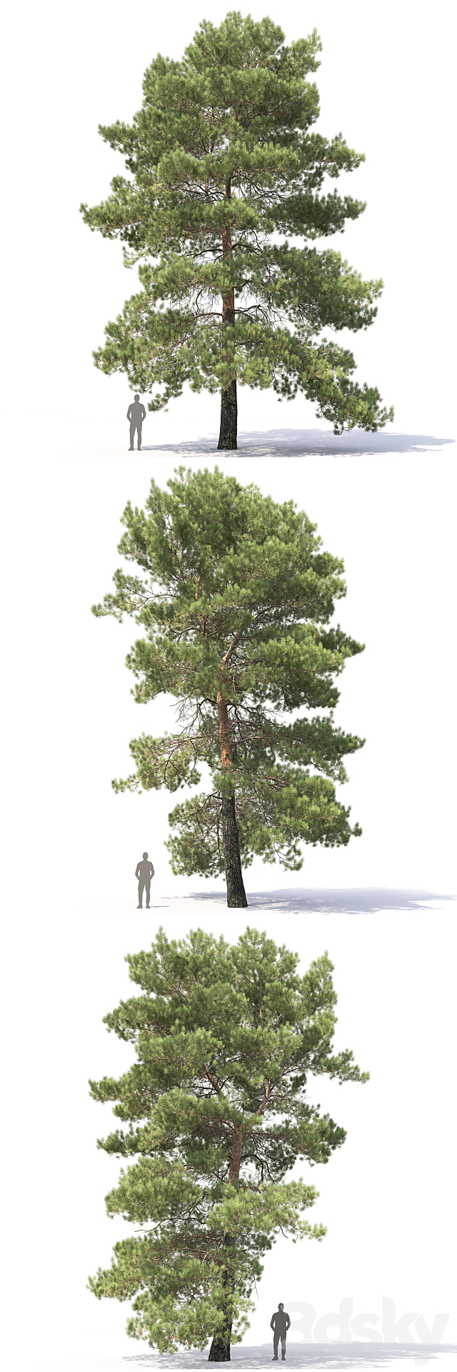 Pine 3ds Max - thumbnail 2