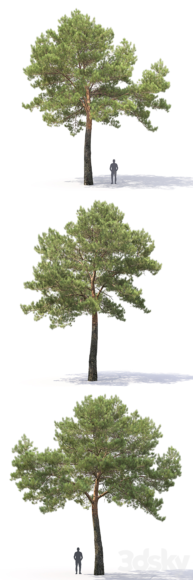 Pine 3ds Max - thumbnail 3