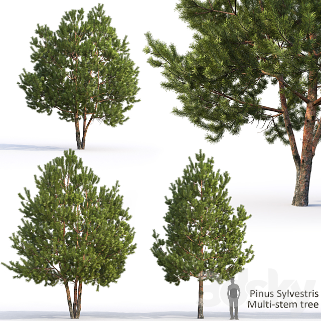 Pine 3ds Max - thumbnail 1