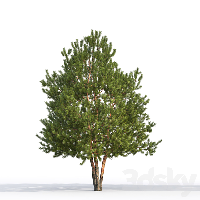 Pine 3ds Max - thumbnail 2