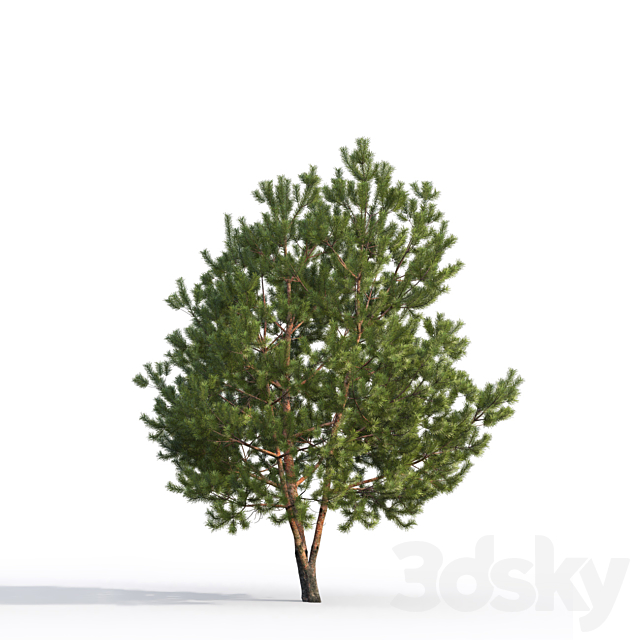 Pine 3ds Max - thumbnail 3