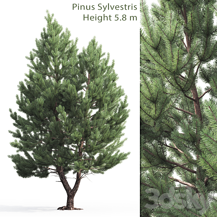 Pine 3DS Max - thumbnail 1