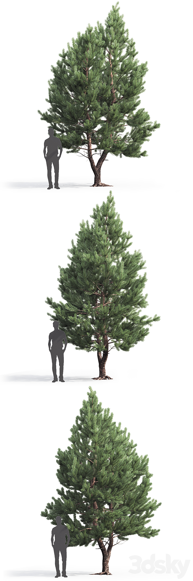 Pine 3DS Max - thumbnail 2