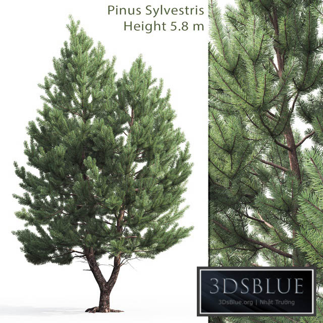 Pine 3DS Max - thumbnail 3