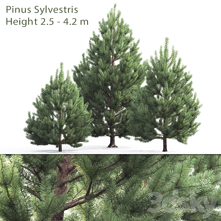 Pine 3DS Max - thumbnail 1