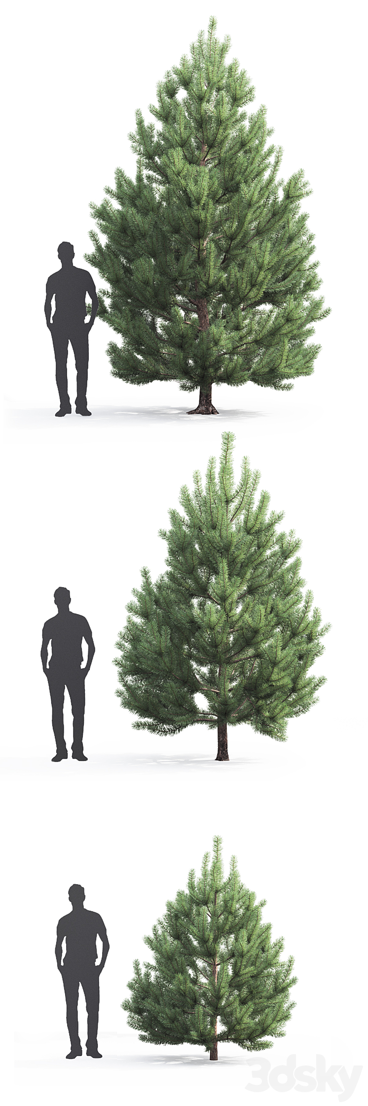 Pine 3DS Max - thumbnail 2