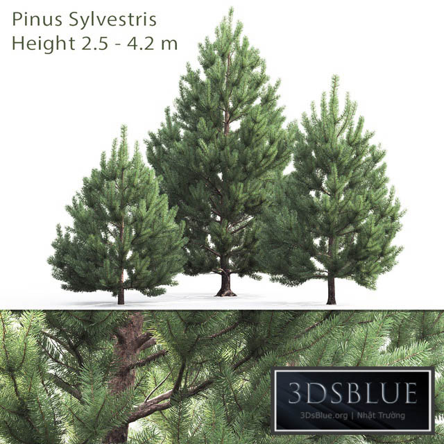 Pine 3DS Max - thumbnail 3