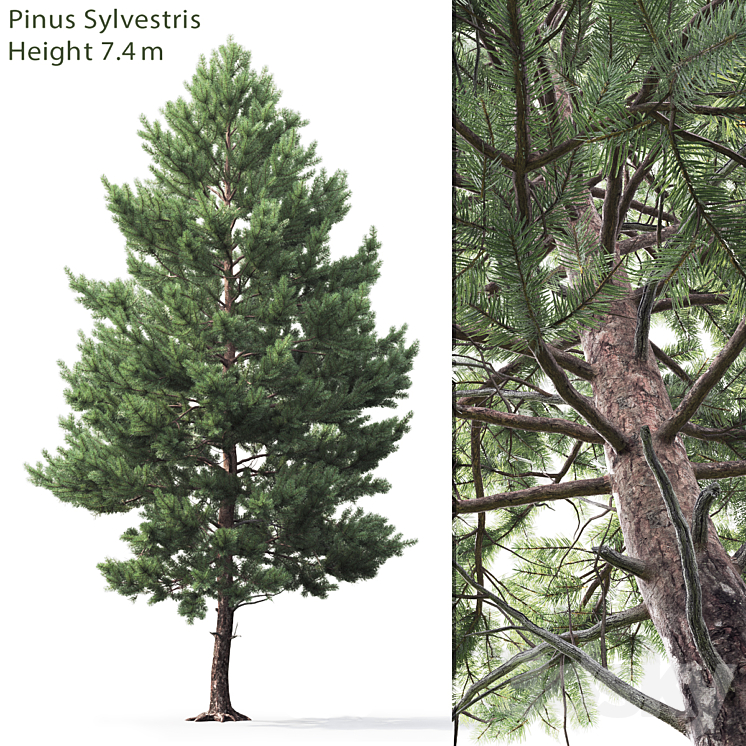 Pine 3DS Max - thumbnail 1