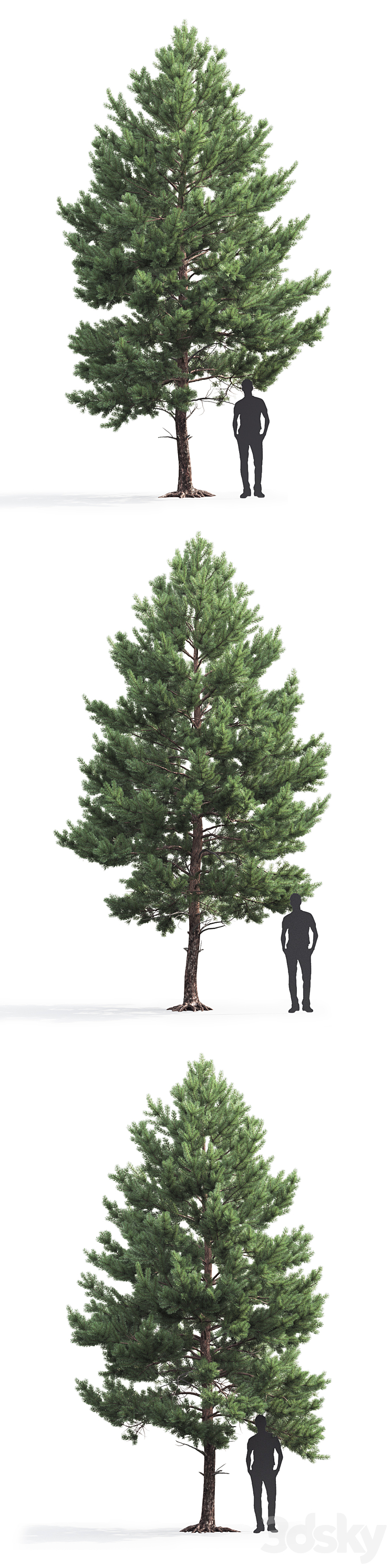 Pine 3DS Max - thumbnail 2