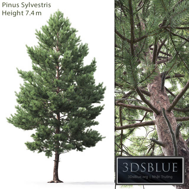 Pine 3DS Max - thumbnail 3