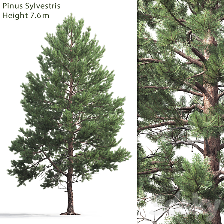 Pine 3DS Max - thumbnail 1